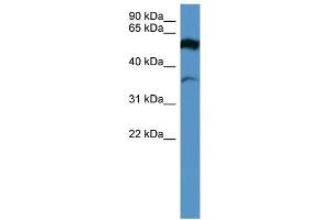 WB Suggested Anti-FSCN2 Antibody Titration: 0. (Fascin 2 anticorps  (Middle Region))
