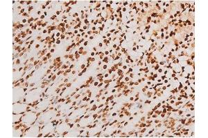 ABIN6267523 at 1/200 staining Rat ganstric tissue sections by IHC-P.