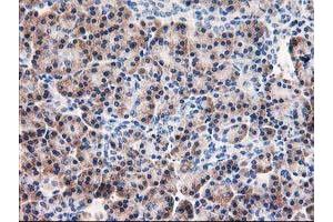 Immunohistochemical staining of paraffin-embedded Human pancreas tissue using anti-AIPL1 mouse monoclonal antibody. (AIPL1 anticorps)