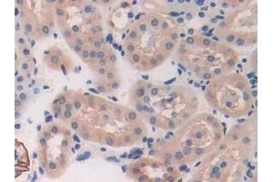 Detection of BRCA2 in Mouse Kidney Tissue using Polyclonal Antibody to Breast Cancer Susceptibility Protein 2 (BRCA2)