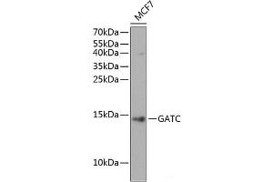 Western blot analysis of extracts of MCF7 cells using GATC Polyclonal Antibody at dilution of 1:1000. (GATC anticorps)