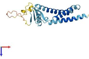 AlphaFold protein structure predicition of Human Recombinant TMEM11 Protein, UniprotID P17152