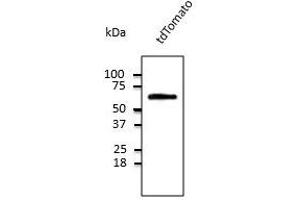 Anti-tdTomato Ab at 1/1,000 dilution, 293HEK cells transfected with cDNA, lysates at 50 µg per Iane, rabbit polyclonal to goat IgG (HRP) at 1/10,000 dilution, (tdTomato anticorps)