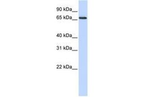 Image no. 1 for anti-DDB1 and CUL4 Associated Factor 13 (DCAF13) (AA 144-193) antibody (ABIN6741297) (DCAF13 anticorps  (AA 144-193))