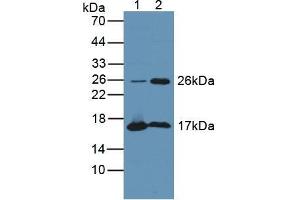 Figure. (Tppp anticorps  (AA 8-210))