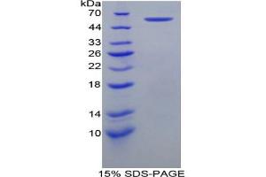 SDS-PAGE analysis of Mouse HSPD1 Protein. (HSPD1 Protéine)