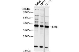 Western blot analysis of extracts of various cell lines, using EMB antibody (ABIN6132165, ABIN6140144, ABIN6140145 and ABIN6214670) at 1:1000 dilution. (Embigin anticorps  (AA 33-260))