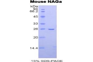 SDS-PAGE of Protein Standard from the Kit (Highly purified E. (NAGA Kit ELISA)
