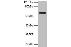 Western blot All lanes: MAOA antibody at 1 μg/mL + HepG2 whole cell lysate Secondary Goat polyclonal to rabbit IgG at 1/10000 dilution Predicted band size: 60, 45 kDa Observed band size: 60 kDa (Monoamine Oxidase A anticorps  (AA 1-300))