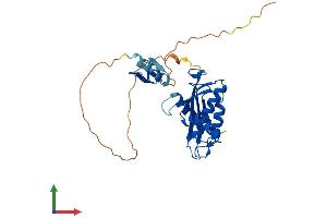 AlphaFold protein structure predicition of Mouse Recombinant Rnaseh1 Protein, UniprotID O70338