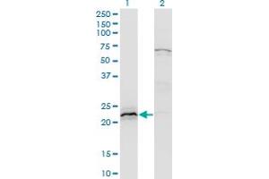Western Blot analysis of HN1 expression in transfected 293T cell line by HN1 monoclonal antibody (M02), clone 3G6. (HN1 anticorps  (AA 1-154))