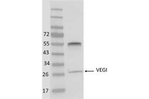 Image no. 1 for anti-Tumor Necrosis Factor (Ligand) Superfamily, Member 15 (TNFSF15) antibody (ABIN5067734) (TNFSF15 anticorps)