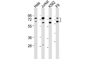 All lanes : Anti-ASH2L Antibody (Center) at 1:2000 dilution Lane 1: Hela whole cell lysates Lane 2: Jurkat whole cell lysates Lane 3: K562 whole cell lysates Lane 4: F9 whole cell lysates Lysates/proteins at 20 μg per lane. (ASH2L anticorps  (AA 347-382))