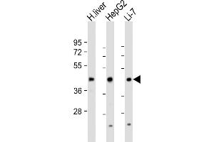 All lanes : Anti-CREB3L3 Antibody (Center) at 1:1000-1:2000 dilution Lane 1: human liver lysate Lane 2: HepG2 whole cell lysate Lane 3: Li-7 whole cell lysate Lysates/proteins at 20 μg per lane. (CREB3L3 anticorps  (AA 244-274))
