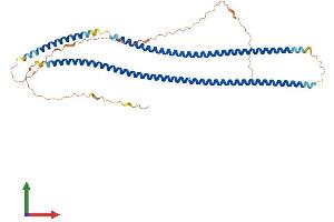 AlphaFold protein structure predicition of Human Recombinant KRT32 Protein, UniprotID Q14532