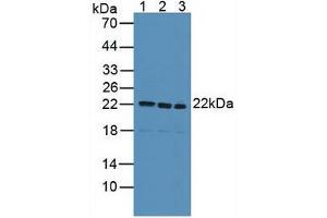 Figure. (SDC4 anticorps  (AA 18-145))