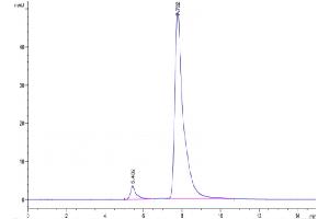 The purity of Human CLEC7A is greater than 95 % as determined by SEC-HPLC.