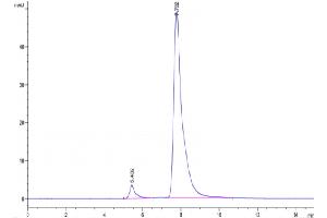 The purity of Human CLEC7A is greater than 95 % as determined by SEC-HPLC. (CLEC7A Protein (AA 66-201) (Fc Tag))