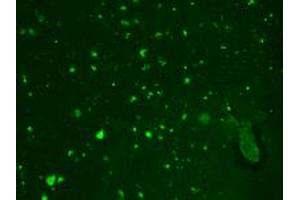 HCN2 Immunofluorescence.