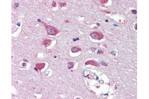 ABIN2562935 (5µg/ml) staining of paraffin embedded Human Cortex. (GRIA4 anticorps  (Internal Region))