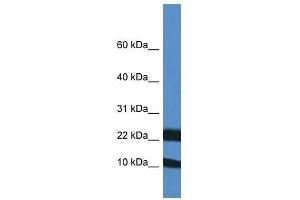 Western Blot showing Fxn antibody used at a concentration of 1. (Frataxin anticorps  (Middle Region))