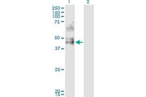 Western Blot analysis of DDO expression in transfected 293T cell line by DDO monoclonal antibody (M09), clone 3F7.