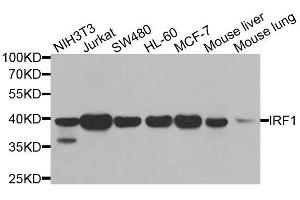 Western blot analysis of extracts of various cell lines, using IRF1 antibody. (IRF1 anticorps)