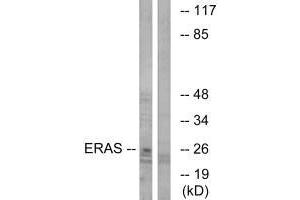 Western blot analysis of extracts from Jurkat cells, using ERAS antibody.