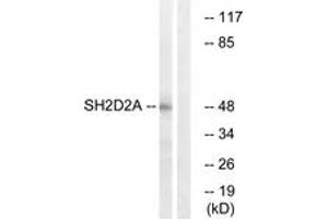 Western blot analysis of extracts from HepG2 cells, using SH2D2A Antibody.