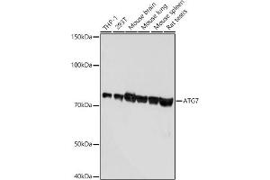 Western blot analysis of extracts of various cell lines, using  antibody  at 1:1000 dilution.