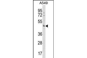 TBC1D20 Antibody (C-term) (ABIN1537157 and ABIN2850109) western blot analysis in A549 cell line lysates (35 μg/lane). (TBC1D20 anticorps  (C-Term))