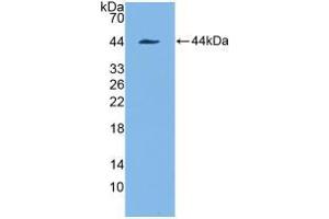 Western blot analysis of recombinant Human KRT7. (Cytokeratin 7 anticorps  (AA 91-394))