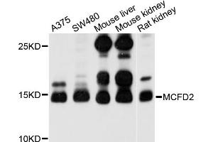 Western blot analysis of extracts of various cell lines, using MCFD2 antibody (ABIN4904324) at 1:1000 dilution. (MCFD2 anticorps)
