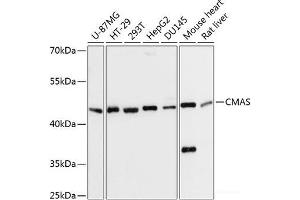 Western blot analysis of extracts of various cell lines using CMAS Polyclonal Antibody at dilution of 1:3000. (CMAS anticorps)
