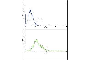RAC2 Antibody (C-term) (ABIN652785 and ABIN2842514) flow cytometric analysis of k562 cells (bottom histogram) compared to a negative control cell (top histogram).
