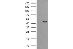 Image no. 3 for anti-Synaptotagmin IV (SYT4) antibody (ABIN1501275) (SYT4 anticorps)