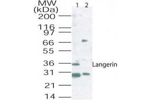 Langerin Western Blot. (CD207 anticorps)