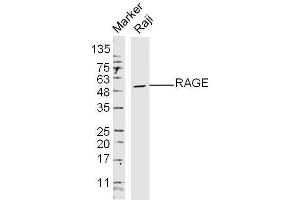 Raji Cells lysates probed with RAGE Polyclonal Antibody, unconjugated  at 1:300 overnight at 4°C followed by a conjugated secondary antibody at 1:10000 for 60 minutes at 37°C. (RAGE anticorps  (AA 151-250))