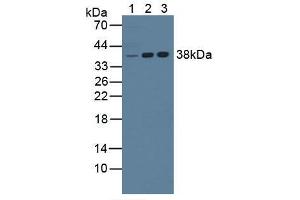 Figure. (NPM1 anticorps  (AA 212-292))