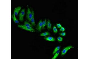Immunofluorescent analysis of HepG2 cells using ABIN7152690 at dilution of 1:100 and Alexa Fluor 488-congugated AffiniPure Goat Anti-Rabbit IgG(H+L)
