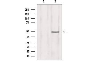 Western blot analysis of extracts from rat heart, using ZNF174 Antibody.