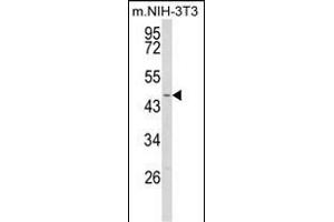 Western blot analysis of WDSUB1 Antibody (Center) (ABIN652763 and ABIN2842501) in NIH-3T3 cell line lysates (35 μg/lane). (WDSUB1 anticorps  (AA 303-331))