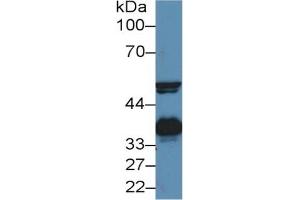Rabbit Detection antibody from the kit in WB with Positive Control: Sample Bovine Serum.