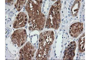 Immunohistochemical staining of paraffin-embedded Human Kidney tissue using anti-ACY1 mouse monoclonal antibody. (Aminoacylase 1 anticorps)