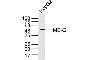 HepG2 cell lysate probed with MEK2 (4C3) Monoclonal Antibody (bsm-33216M) at 1:300 overnight at 4°C followed by a conjugated secondary antibody at 1:10000 for 90 minutes at 37°C. (MEK2 anticorps  (AA 1-200))