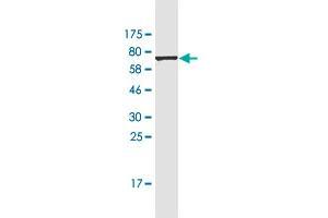 Western Blot detection against Immunogen (78.