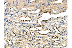 ABIN6262041 and ABIN6276973 at 1/100 staining Mouse kidney tissue by IHC-P. (Glypican 3 anticorps  (N-Term))
