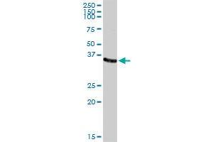 AKR1C2 MaxPab rabbit polyclonal antibody. (AKR1C2 anticorps  (AA 1-323))