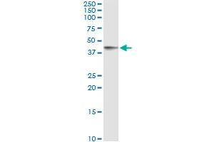 Immunoprecipitation of FCER2 transfected lysate using anti-FCER2 monoclonal antibody and Protein A Magnetic Bead , and immunoblotted with FCER2 MaxPab rabbit polyclonal antibody.