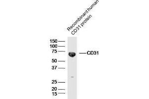 Recombinant human CD31 protein probed with CD31 Polyclonal Antibody, unconjugated  at 1:300 overnight at 4°C followed by a conjugated secondary antibody at 1:10000 for 90 minutes at 37°C.